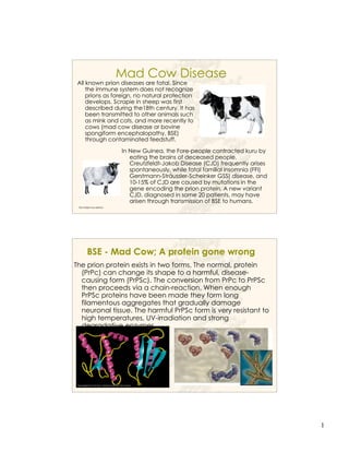 1
Mad Cow Disease
All known prion diseases are fatal. Since
the immune system does not recognize
prions as foreign, no natural protection
develops. Scrapie in sheep was first
described during the18th century. It has
been transmitted to other animals such
as mink and cats, and more recently to
cows (mad cow disease or bovine
spongiform encephalopathy, BSE)
through contaminated feedstuff.
The Nobel Foundatioin
In New Guinea, the Fore-people contracted kuru by
eating the brains of deceased people.
Creutzfeldt-Jakob Disease (CJD) frequently arises
spontaneously, while fatal familial insomnia (FFI)
Gerstmann-Sträussler-Scheinker GSS) disease, and
10-15% of CJD are caused by mutations in the
gene encoding the prion protein. A new variant
CJD, diagnosed in some 20 patients, may have
arisen through transmission of BSE to humans.
BSE - Mad Cow; A protein gone wrong
The prion protein exists in two forms. The normal, protein
(PrPc) can change its shape to a harmful, disease-
causing form (PrPSc). The conversion from PrPc to PrPSc
then proceeds via a chain-reaction. When enough
PrPSc proteins have been made they form long
filamentous aggregates that gradually damage
neuronal tissue. The harmful PrPSc form is very resistant to
high temperatures, UV-irradiation and strong
degradative enzymes.
 
