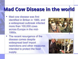 Mad cow disease of human beings important.ppt