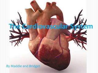 The Cardiovascular System




By Maddie and Bridget
 