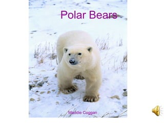 Polar Bears
Maddie Coggan
 