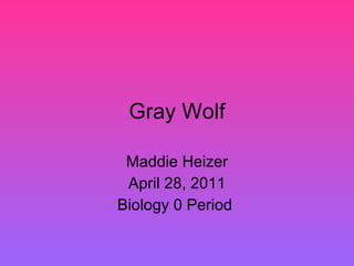Gray Wolf Maddie Heizer April 28, 2011 Biology 0 Period  