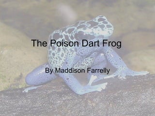 The Poison Dart Frog By Maddison Farrelly 