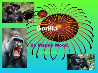 Gorilla By Maddy Wood 5 Wattle 