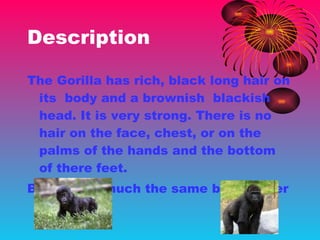 Description The Gorilla has rich, black long hair on its  body and a brownish  blackish head. It is very strong. There is no hair on the face, chest, or on the palms of the hands and the bottom of there feet.  Babies are much the same but smaller 