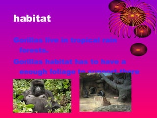 habitat Gorillas live in tropical rain forests. Gorillas habitat has to have a enough foliage to support there life span.  