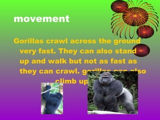 movement Gorillas crawl across the ground very fast. They can also stand up and walk but not as fast as they can crawl. gorillas can also  climb up trees. 