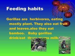 Feeding habits Gorillas are  herbivores, eating mostly plant. They also eat fruit and leaves.also they eat bamboo.  Baby gorillas drink/eat  there mums milk. 