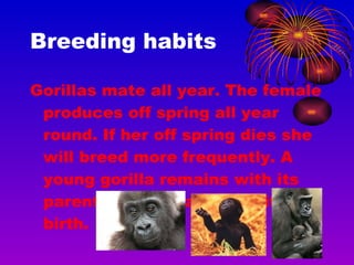 Breeding habits Gorillas mate all year. The female produces off spring all year round. If her off spring dies she will breed more frequently. A young gorilla remains with its parents three years after its birth.  