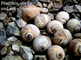 Feathers, shells and sea-shaped stones