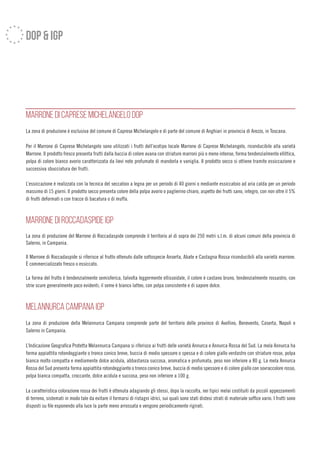 dop & igp
MARRONE DI CAPRESE MICHELANGELO DOP
La zona di produzione è esclusiva del comune di Caprese Michelangelo e di parte del comune di Anghiari in provincia di Arezzo, in Toscana.
Per il Marrone di Caprese Michelangelo sono utilizzati i frutti dell’ecotipo locale Marrone di Caprese Michelangelo, riconducibile alla varietà
Marrone. Il prodotto fresco presenta frutti dalla buccia di colore avana con striature marroni più o meno intense, forma tendenzialmente ellittica,
polpa di colore bianco avorio caratterizzata da lievi note profumate di mandorla e vaniglia. Il prodotto secco si ottiene tramite essiccazione e
successiva sbucciatura dei frutti.
L’essiccazione è realizzata con la tecnica del seccatoio a legna per un periodo di 40 giorni o mediante essiccatoio ad aria calda per un periodo
massimo di 15 giorni. Il prodotto secco presenta colore della polpa avorio o paglierino chiaro, aspetto dei frutti sano, integro, con non oltre il 5%
di frutti deformati o con tracce di bacatura o di muffa.
MARRONE DI ROCCADASPIDE IGP
La zona di produzione del Marrone di Roccadaspide comprende il territorio al di sopra dei 250 metri s.l.m. di alcuni comuni della provincia di
Salerno, in Campania.
Il Marrone di Roccadaspide si riferisce al frutto ottenuto dalle sottospecie Anserta, Abate e Castagna Rossa riconducibili alla varietà marrone.
È commercializzato fresco o essiccato.
La forma del frutto è tendenzialmente semisferica, talvolta leggermente ellissoidale, il colore è castano bruno, tendenzialmente rossastro, con
strie scure generalmente poco evidenti; il seme è bianco latteo, con polpa consistente e di sapore dolce.
MELANNURCA CAMPANA IGP
La zona di produzione della Melannurca Campana comprende parte del territorio delle province di Avellino, Benevento, Caserta, Napoli e
Salerno in Campania.
L’Indicazione Geografica Protetta Melannurca Campana si riferisce ai frutti delle varietà Annurca e Annurca Rossa del Sud. La mela Annurca ha
forma appiattita rotondeggiante o tronco conico breve, buccia di medio spessore o spessa e di colore giallo verdastro con striature rosse, polpa
bianca molto compatta e mediamente dolce acidula, abbastanza succosa, aromatica e profumata, peso non inferiore a 80 g. La mela Annurca
Rossa del Sud presenta forma appiattita rotondeggiante o tronco conico breve, buccia di medio spessore e di colore giallo con sovraccolore rosso,
polpa bianca compatta, croccante, dolce acidula e succosa, peso non inferiore a 100 g.
La caratteristica colorazione rossa dei frutti è ottenuta adagiando gli stessi, dopo la raccolta, nei tipici melai costituiti da piccoli appezzamenti
di terreno, sistemati in modo tale da evitare il formarsi di ristagni idrici, sui quali sono stati distesi strati di materiale soffice vario. I frutti sono
disposti su file esponendo alla luce la parte meno arrossata e vengono periodicamente rigirati.
 