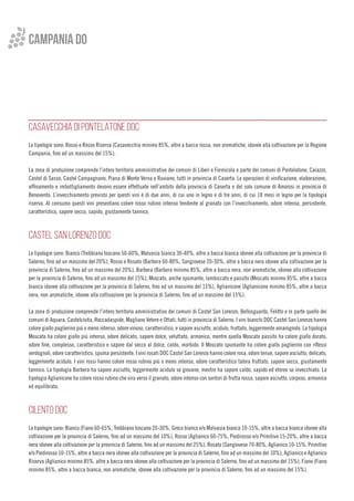 campania do
CASAVECCHIA DI PONTELATONE DOC
Le tipologie sono: Rosso e Rosso Riserva (Casavecchia minimo 85%, altre a bacca rossa, non aromatiche, idonee alla coltivazione per la Regione
Campania, fino ad un massimo del 15%).
La zona di produzione comprende l’intero territorio amministrativo dei comuni di Liberi e Formicola e parte dei comuni di Pontelatone, Caiazzo,
Castel di Sasso, Castel Campagnano, Piana di Monte Verna e Ruviano, tutti in provincia di Caserta. Le operazioni di vinificazione, elaborazione,
affinamento e imbottigliamento devono essere effettuate nell’ambito della provincia di Caserta e del solo comune di Amorosi in provincia di
Benevento. L’invecchiamento previsto per questi vini è di due anni, di cui uno in legno e di tre anni, di cui 18 mesi in legno per la tipologia
riserva. Al consumo questi vini presentano colore rosso rubino intenso tendente al granato con l’invecchiamento, odore intenso, persistente,
caratteristico, sapore secco, sapido, giustamente tannico.
CASTEL SAN LORENZO DOC
Le tipologie sono: Bianco (Trebbiano toscano 50-60%, Malvasia bianca 30-40%, altre a bacca bianca idonee alla coltivazione per la provincia di
Salerno, fino ad un massimo del 20%), Rosso e Rosato (Barbera 60-80%, Sangiovese 20-30%, altre a bacca nera idonee alla coltivazione per la
provincia di Salerno, fino ad un massimo del 20%), Barbera (Barbera minimo 85%, altre a bacca nera, non aromatiche, idonee alla coltivazione
per la provincia di Salerno, fino ad un massimo del 15%), Moscato, anche spumante, lambiccato e passito (Moscato minimo 85%, altre a bacca
bianca idonee alla coltivazione per la provincia di Salerno, fino ad un massimo del 15%), Aglianicone (Aglianicone minimo 85%, altre a bacca
nera, non aromatiche, idonee alla coltivazione per la provincia di Salerno, fino ad un massimo del 15%).
La zona di produzione comprende l’intero territorio amministrativo dei comuni di Castel San Lorenzo, Bellosguardo, Felitto e in parte quello dei
comuni di Aquara, Castelcivita, Roccadaspide, Magliano Vetere e Ottati, tutti in provincia di Salerno. I vini bianchi DOC Castel San Lorenzo hanno
colore giallo paglierino più o meno intenso, odore vinoso, caratteristico, e sapore asciutto, acidulo, fruttato, leggermente amarognolo. La tipologia
Moscato ha colore giallo più intenso, odore delicato, sapore dolce, veluttato, armonico, mentre quella Moscato passito ha colore giallo dorato,
odore fine, complesso, caratteristico e sapore dal secco al dolce, caldo, morbido. Il Moscato spumante ha colore giallo paglierino con riflessi
verdognoli, odore caratteristico, spuma persistente. I vini rosati DOC Castel San Lorenzo hanno colore rosa, odore tenue, sapore asciutto, delicato,
leggermente acidulo. I vini rossi hanno colore rosso rubino più o meno intenso, odore caratteristico talora fruttato, sapore secco, giustamente
tannico. La tipologia Barbera ha sapore asciutto, leggermente acidulo se giovane, mentre ha sapore caldo, sapido ed etereo se invecchiato. La
tipologia Aglianicone ha colore rosso rubino che vira verso il granato, odore intenso con sentori di frutta rossa, sapore asciutto, corposo, armonico
ed equilibrato.
CILENTO DOC
Le tipologie sono: Bianco (Fiano 60-65%, Trebbiano toscano 20-30%, Greco bianco e/o Malvasia bianca 10-15%, altre a bacca bianca idonee alla
coltivazione per la provincia di Salerno, fino ad un massimo del 10%), Rosso (Aglianico 60-75%, Piedirosso e/o Primitivo 15-20%, altre a bacca
nera idonee alla coltivazione per la provincia di Salerno, fino ad un massimo del 25%), Rosato (Sangiovese 70-80%, Aglianico 10-15%, Primitivo
e/o Piedirosso 10-15%, altre a bacca nera idonee alla coltivazione per la provincia di Salerno, fino ad un massimo del 10%), Aglianico e Aglianico
Riserva (Aglianico minimo 85%, altre a bacca nera idonee alla coltivazione per la provincia di Salerno, fino ad un massimo del 15%), Fiano (Fiano
minimo 85%, altre a bacca bianca, non aromatiche, idonee alla coltivazione per la provincia di Salerno, fino ad un massimo del 15%).
 