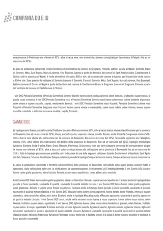 campania do e ig
una presenza di Piedirosso non inferiore al 40%, altre a bacca nera, non aromatiche, idonee o consigliate per la provincia di Napoli, fino ad un
massimo del 40%).
La zona di produzione comprende l’intero territorio amministrativo dei comuni di Gragnano, Pimonte, Lettere, Casola di Napoli, Sorrento, Piano
di Sorrento, Meta, Sant’Angelo, Massa Lubrense, Vico Equense, Agerola e parte del territorio dei comuni di Sant’Antonio Abate, Castellamare di
Stabia, tutti in provincia di Napoli. Il limite altimetrico è fissato a 600 m slm, ad eccezione del comune di Agerola per il quale tale limite è posto
a 650 m slm. Sono previste le sottozone di Sorrento (comuni di Sorrento, Piano di Sorrento, Meta, Sant’Angelo, Massa Lubrense, Vico Equense),
Lettere (comune di Casola di Napoli e parte del territorio del comune di Sant’Antonio Abate) e Gragnano (comuni di Gragnano, Pimonte e parte
del territorio del comune di Castellamare di Stabia).
I vini DOC Penisola Sorrentina e Penisola Sorrentina Sorrento bianchi hanno colore giallo paglierino, odore delicato, gradevole e sapore secco, di
giusto corpo, armonico. I vini DOC Penisola Sorrentina rossi e Penisola Sorrentina Sorrento rossi hanno colore rosso rubino tendente al granata,
odore vinoso e sapore asciutto, sapido, mediamente tannico. I vini DOC Penisola Sorrentina rossi frizzanti, Penisola Sorrentina Lettere rossi
frizzanti e Penisola Sorrentina Gragnano rossi frizzanti hanno spuma vivace e evanescente, colore rosso rubino, odore intenso, vinoso, sapore
asciutto o morbido, a volte con una vena amabile, sapido, frizzante.
SANNIO DOC
Letipologiesono:Bianco,ancheFrizzante(TrebbianotoscanoeMalvasiaminimo50%,altreabaccabiancaidoneeallacoltivazioneperlaprovincia
di Benevento, fino ad un massimo del 50%), Rosso, anche frizzante, superiore, riserva, novello, Rosato, anche frizzante (Sangiovese minimo 50%,
altre a bacca nera idonee alla coltivazione per la provincia di Benevento, fino ad un massimo del 50%), Spumante (Aglianico e/o Falanghina
minimo 70%, altre idonee alla coltivazione nell’ambito della provincia di Benevento, fino ad un massimo del 30%), tipologie monovitigno
Aglianico, Barbera, Coda di volpe, Fiano, Greco, Moscato, Piedirosso, Sciascinoso, tutte con varie categorie (presenza del corrispondente vitigno
in misura non inferiore all’85%, altre a bacca di colore analogo idonee alla coltivazione per la provincia di Benevento fino ad un massimo del
15%). Tutte le tipologie possono essere prodotte con l’indicazione di una delle seguenti sottozone: Guardia Sanframondi o Guardiolo, Sant’Agata
dei Goti, Solopaca, Taburno; la sottozona Solopaca classico prevede le tipologie Solopaca classico bianco, Solopaca classico rosso e rosso riserva.
La zona di produzione comprende il territorio amministrativo della provincia di Benevento, nell’ambito della quale devono avvenire tutte le
operazioni, dalla coltivazione delle uve, la vinificazione, la spumantizzazione, l’affinamento, all’l’imbottigliamento. I vini Sannio DOC bianchi
hanno colore giallo paglierino, odore fruttato, floreale, sapore secco equilibrato, talora abboccato o amabile.
I vini Sannio DOC Fiano hanno colore giallo paglierino, odore caratteristico, floreale, sapore secco ed equilibrato. Esistono anche le tipologie Fiano
passito e Fiano spumante, spumante di qualità, spumante di qualità metodo classico. I vini Sannio DOC Greco hanno colore giallo paglierino,
odore gradevole, delicato e sapore secco, fresco, equilibrato. Esistono anche le tipologie Greco passito e Greco spumante, spumante di qualità,
spumante di qualità metodo classico. I vini Sannio DOC Moscato hanno colore giallo paglierino, talora dorato, odore fruttato, intenso e sapore
aromatico, talora amabile o abboccato o dolce. Esistono anche le tipologie Moscato passito e Moscato spumante, spumante di qualità, spumante
di qualità metodo classico. I vini Sannio DOC rossi, anche nella versione rosso riserva e rosso superiore, hanno colore rosso rubino, odore
floreale, fruttato e sapore secco, equilibrato. I vini Sannio DOC Aglianico hanno colore rosso rubino tendente al granato, odore floreale, fruttato,
sapore secco, di corpo, equilibrato. Esistono anche le versioni Aglianico novello, Aglianico passito, Aglianico rosato, Aglianico riserva, Aglianico
spumante, spumante di qualità, spumante di qualità metodo classico, Aglianico spumante, spumante di qualità, spumante di qualità metodo
classico rosato, Aglianico Piedirosso, Aglianico Piedirosso rosato. Anche per il Barbera (rosso) e la Coda di Volpe (bianco) esistono le tipologie di
base, passito e spumante.
 