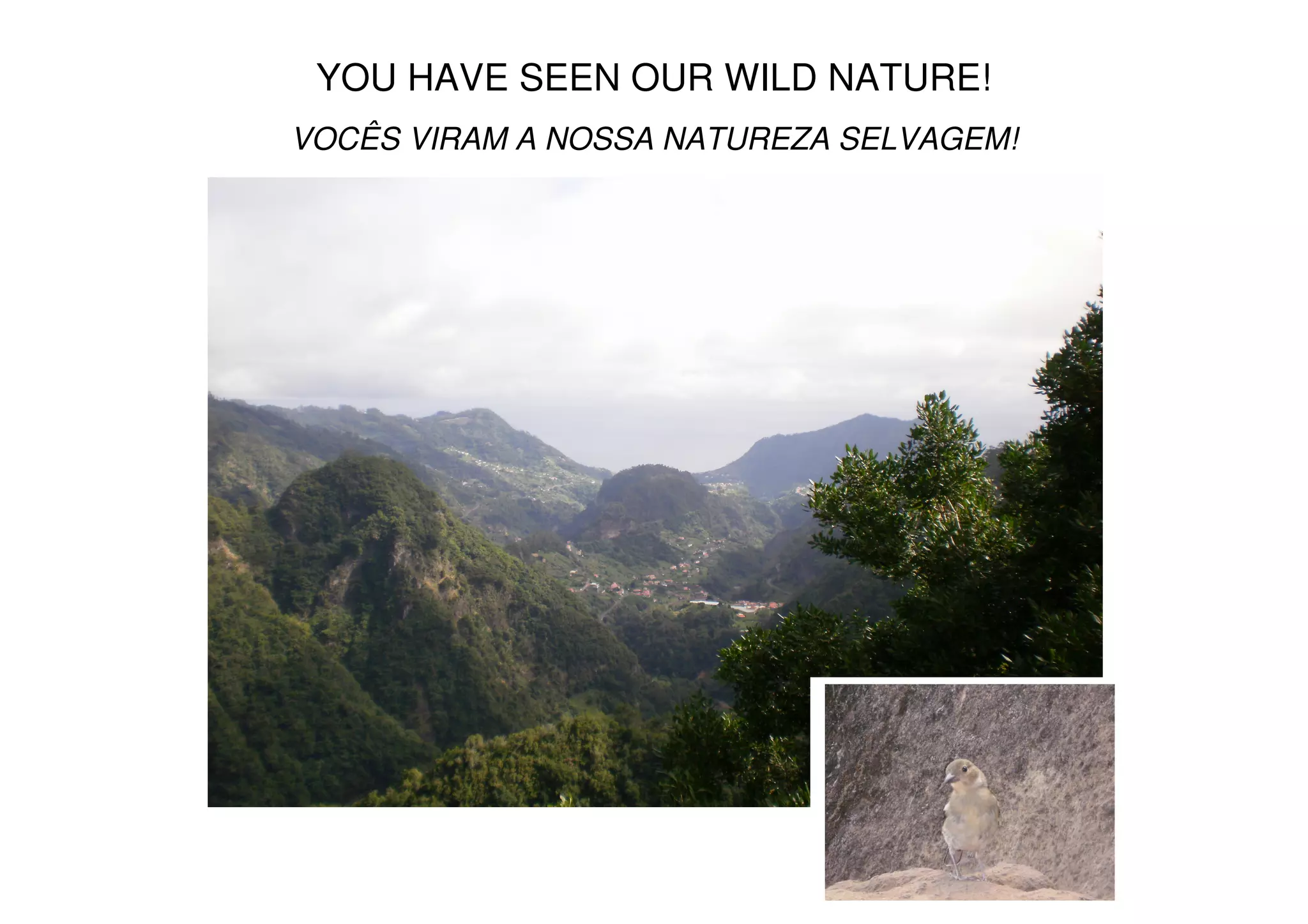 YOU HAVE SEEN OUR WILD NATURE!
VOCÊS VIRAM A NOSSA NATUREZA SELVAGEM!