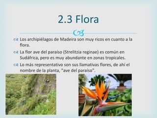 2.3 Flora
                             muy ricos en cuanto a la
 Los archipiélagos de Madeira son
  flora.
 La flor ave...