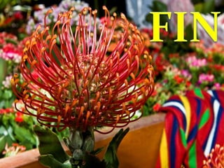 Madeira  António Henriques 11º6