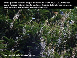 Loro, acereiro ( Prunus lusitanica ) O bosque de Laurisilva ocupa unha área de 15.000 ha, 12.000 protexidas como Reserva Natural. Está formado por árbores da familia das lauráceas acompañados de gran diversidade de especies. 