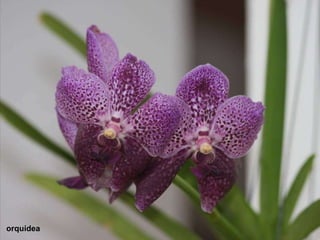 orquídea 