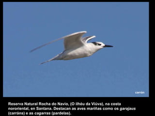 Reserva Natural Rocha do Navio, (O ilhéu da Viúva), na costa nororiental, en Santana. Destacan as aves mariñas como os  garajaus  (carráns) e as  cagarras  (pardelas). carrán 