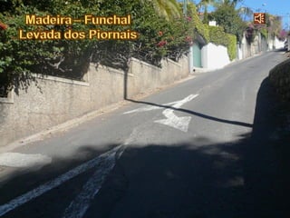 Madeira - Levada Dos Piornais - 2009