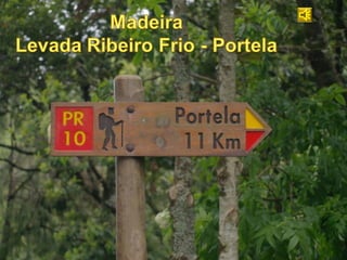 Madeira - Levada Ribeiro Frio - Portela - 2009