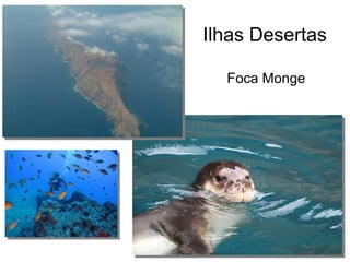 Ilhas Desertas
Foca Monge
 