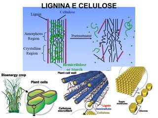 LIGNINA E CELULOSE

 