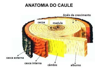 ANATOMIA DO CAULE

 