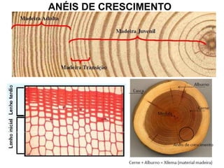 ANÉIS DE CRESCIMENTO

 