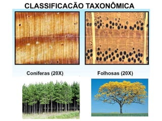 CLASSIFICAÇÃO TAXONÔMICA

 