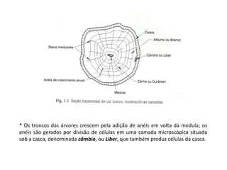 A madeira esta sujeita à degradação biológica por ataque de fungos, brocas etc;