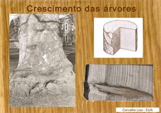 Crescimento das árvores 
Carvalho Liso - EUA 
 