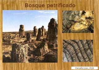 Bosque petrificado 
Carvalho Liso - EUA 
 