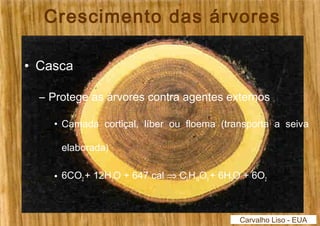 Crescimento das árvores 
• Casca 
– Protege as árvores contra agentes externos 
• Camada cortiçal, líber ou floema (transporta a seiva 
elaborada) 
• 6CO2 + 12H2O + 647 cal Þ C6H12O6 + 6H2O + 6O2 
Carvalho Liso - EUA 
 