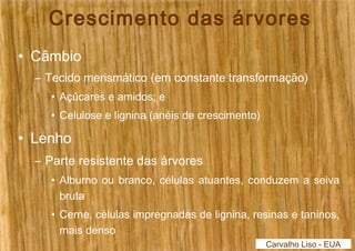 Crescimento das árvores 
• Câmbio 
– Tecido merismático (em constante transformação) 
• Açúcares e amidos; e 
• Celulose e lignina (anéis de crescimento) 
• Lenho 
– Parte resistente das árvores 
• Alburno ou branco, células atuantes, conduzem a seiva 
bruta 
• Cerne, células impregnadas de lignina, resinas e taninos, 
mais denso 
Carvalho Liso - EUA 
 