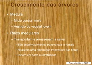 Crescimento das árvores 
• Medula 
– Miolo central, mole 
– Vestígio do vegetal jovem 
• Raios medulares 
– Transportam e armazenam a seiva 
• São desenvolvimentos transversais e radiais 
• Realizam uma amarração transversal das fibras 
• Inibem em parte a retratilidade 
Carvalho Liso - EUA 
 