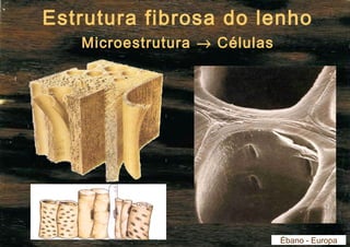 Estrutura fibrosa do lenho 
Microestrutura ® Células 
Ébano - Europa 
 