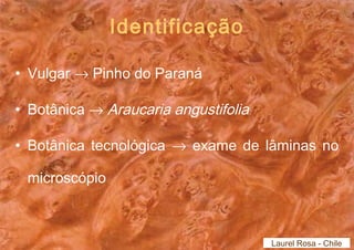 Identificação 
• Vulgar ® Pinho do Paraná 
• Botânica ® Araucaria angustifolia 
• Botânica tecnológica ® exame de lâminas no 
microscópio 
Laurel Rosa - Chile 
 