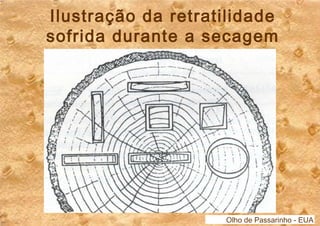 Ilustração da retratilidade 
sofrida durante a secagem 
Olho de Passarinho - EUA 
 