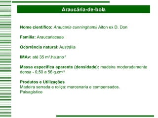 Araucária-de-bola Nome científico:   Araucaria cunninghamii  Aiton ex D. Don   Família:  Araucariaceae   Ocorrência natural : Austrália   IMAv:  até 35 m 3 .ha.ano -1   Massa específica aparente (densidade):  madeira moderadamente densa - 0,50 a 56 g.cm -3   Produtos e Utilizações     Madeira serrada e roliça: marcenaria e compensados. Paisagístico 