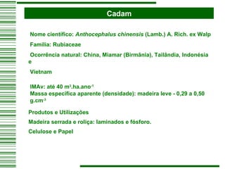 Cadam   Nome científico:  Anthocephalus chinensis  (Lamb.) A. Rich. ex Walp   Família: Rubiaceae   Ocorrência natural: China, Miamar (Birmânia), Tailândia, Indonésia e  Vietnam   IMAv: até 40 m 3 .ha.ano -1   Massa específica aparente (densidade): madeira leve - 0,29 a 0,50  g.cm -3    Produtos e Utilizações Madeira serrada e roliça: laminados e fósforo. Celulose e Papel   
