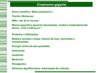 Cinamomo-gigante Nome científico:  Melia azedarach  L. Família: Meliaceae IMAv: até 44 m 3 .ha.ano -1 Massa específica aparente (densidade): madeira moderadamente densa - 0,52 a 0,66 g.cm -3 Produtos e Utilizações Madeira serrada e roliça: móveis de luxo, laminados e compensados. Energia: lenha de boa qualidade. Artesanato Inseticida Medicinal Paisagístico Sistemas Agroflorestais: arborização de culturas.   