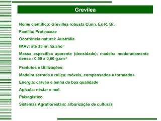 Grevílea Nome científico: Grevillea robusta Cunn. Ex R. Br. Família: Proteaceae Ocorrência natural: Austrália IMAv: até 35 m 3 .ha.ano -1 Massa específica aparente (densidade): madeira moderadamente densa - 0,50 a 0,60 g.cm -3 Produtos e Utilizações: Madeira serrada e roliça: móveis, compensados e torneados Energia: carvão e lenha de boa qualidade Apícola: néctar e mel. Paisagístico Sistemas Agroflorestais: arborização de culturas 