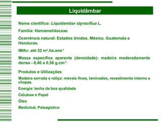 Liquidâmbar Nome científico:  Liquidambar styraciflua  L. Família: Hamamelidaceae Ocorrência natural: Estados Unidos, México, Guatemala e Honduras. IMAv: até 52 m 3 .ha.ano -1 Massa específica aparente (densidade): madeira moderadamente densa - 0,46 a 0,56 g.cm -3 Produtos e Utilizações Madeira serrada e roliça: móveis finos, laminados, revestimento interno e chapas. Energia: lenha de boa qualidade Celulose e Papel  Óleo  Medicinal, Paisagístico 