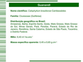 Guanandi Nome científico:   Calophyllum brasiliense  Cambessèdes Família:  Clusiaceae (Gutiferea) Distribuição geográfica no Brasil:  Amazonas, Bahia, Espírito Santo, Goiás, Mato Grosso, Mato Grosso do Sul, Minas Gerais, Pará, Paraíba, Paraná, Estado do Rio de Janeiro, Rondônia, Santa Catarina, Estado de São Paulo, Tocantins e Distrito Federal. IMAv:  8,40 m 3 .ha.ano -1 Massa específica aparente:  0,45 a 0,65 g.cm -3 