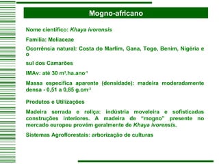 Mogno-africano Nome científico:  Khaya ivorensis Família: Meliaceae Ocorrência natural: Costa do Marfim, Gana, Togo, Benim, Nigéria e o sul dos Camarões IMAv: até 30 m 3 .ha.ano -1 Massa específica aparente (densidade): madeira moderadamente densa - 0,51 a 0,85 g.cm -3   Produtos e Utilizações Madeira serrada e roliça: indústria moveleira e sofisticadas construções interiores. A madeira de “mogno” presente no mercado europeu provém geralmente de  Khaya ivorensis . Sistemas Agroflorestais: arborização de culturas   