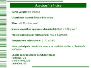 Azadirachta indica Nome vulgar:  nim-indiano Ocorrência natural:  Índia e Paquistão. IMAv:  até 20 m 3 .ha.ano -1 Massa específica aparente (densidade):  0,56 a 0,70 g.cm -3 Precipitação pluvial média anual:  450 a 1.200 mm. Temperatura média anual:  21 O C a 32 O C Usos principais:  inseticida natural e madeira similar a  Swietenia mahogani Locais com Unidades de Observação: Fortaleza, CE Mundo Novo, MS Umbaúba, SE 