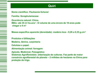 Quiri Nome científico:  Paulownia fortunei Família: Scrophulariaceae Ocorrência natural: China. IMAv: até 35 m 3 .ha.ano -1 . O volume de uma árvore de 18 anos pode  chegar a 4 m 3   Massa específica aparente (densidade): madeira leve - 0,26 a 0,35 g.cm -3 Produtos e Utilizações  Madeira, lâmina, carpintaria Celulose e papel. Alimentação animal: forragem  Apícola, Medicinal, Paisagístico  Sistemas Agroflorestais: arborização de culturas. Faz parte do maior consórcio agroflorestal do planeta – 2 milhões de hectares na China para proteção do trigo. 