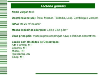 Tectona grandis Nome vulgar : teca Ocorrência natural:  Índia, Miamar, Tailândia, Laos, Cambodja e Vietnam IMAv:  até 20 m 3 .ha.ano -1 Massa específica aparente:  0,58 a 0,82 g.cm -3 Usos principais:  madeira para construção naval e lâminas decorativas. Locais com Unidades de Observação: Alta Floresta, MT Cacéres, MT Missal, PR Rio Branco, AC Sinop, MT 