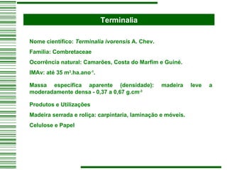 Terminalia Nome científico:  Terminalia ivorensis  A. Chev. Família: Combretaceae Ocorrência natural: Camarões, Costa do Marfim e Guiné. IMAv: até 35 m 3 .ha.ano -1 . Massa específica aparente (densidade): madeira leve a moderadamente densa - 0,37 a 0,67 g.cm -3 Produtos e Utilizações  Madeira serrada e roliça: carpintaria, laminação e móveis. Celulose e Papel   