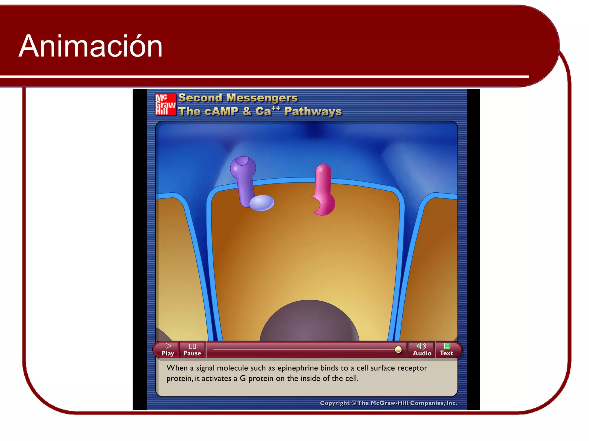 Animación


            Please note that due to differing
            operating systems, some Animacións
            will not appear until the presentation is
            viewed in Presentation Mode (Slide
            Show view). You may see blank slides
            in the “Normal” or “Slide Sorter” views.
            All Animacións will appear after viewing
            in Presentation Mode y playing each
            Animación. Most Animacións will
            require the latest version de the Flash
            Player, which is available at
            http://get.adobe.com/flashplayer.
 